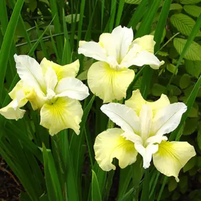 Ирис ЙЕЛЛОУ ТЕЙЛ сибирский в Полоцке