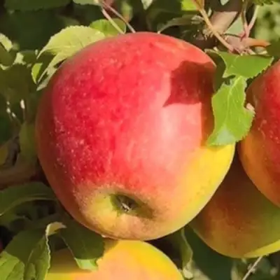 Яблоня САКАВИТА в Полоцке