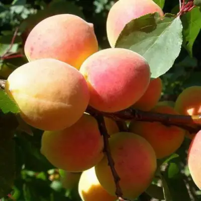 Абрикос СЮРПРИЗ в Полоцке