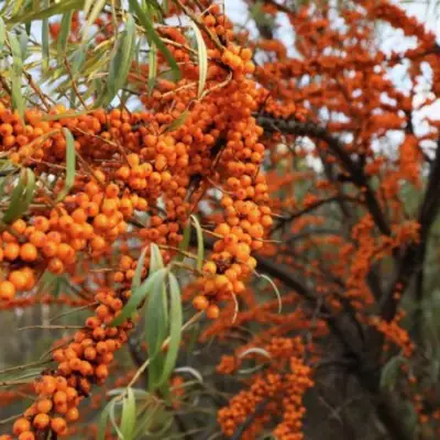 Облепиха СЕРАФИМА в Полоцке