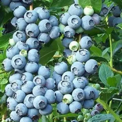 Голубика НОРТЛАНД в Полоцке