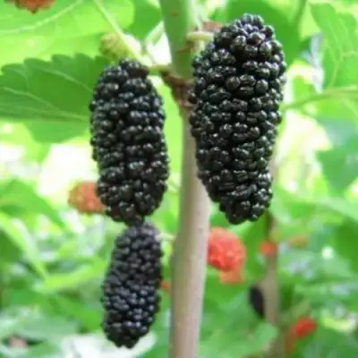 Шелковица ГАЛИЦИЯ в Полоцке