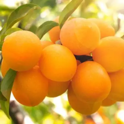 Слива МАРА в Полоцке