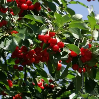 Вишня БРУСНИЦЫНА степная в Полоцке