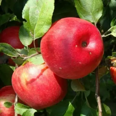 Яблоня ВАЛЕРИЯ в Полоцке