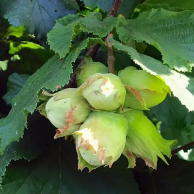 Фундук ТАМБОВСКИЙ РАННИЙ в Полоцке