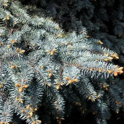 Ель НАНА сизая в Полоцке