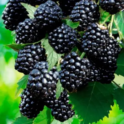 Ежевика ЛОХТЕЙ бесшипная в Полоцке