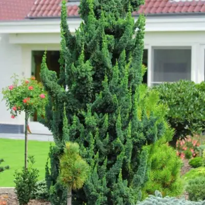 Кипарисовик ВИСЕЛЛИ лавсона в Полоцке