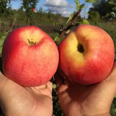 Яблоня КОВРОВОЕ стелющаяся в Полоцке