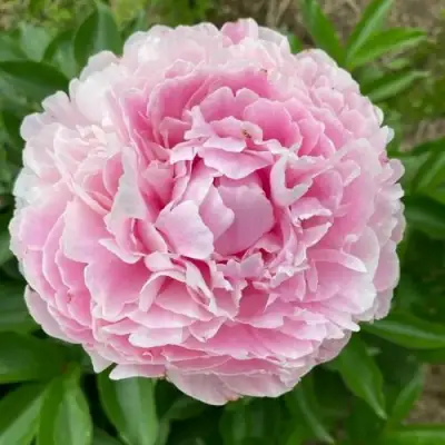 Пион КАТРИН ФОНТЕЙН травянистый в Полоцке