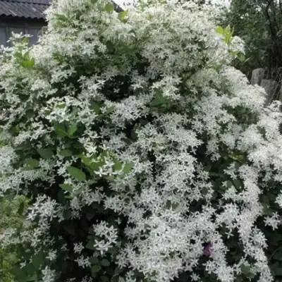 Клематис МАНЬЧЖУРСКИЙ в Полоцке