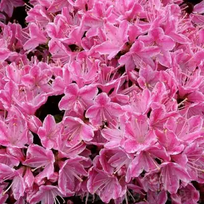 Азалия КЕРМЕСИНА РОУЗ японская в Полоцке