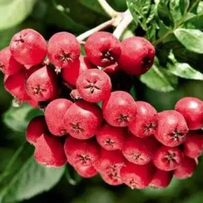 Рябина МОРАВСКАЯ сладкоплодная в Полоцке