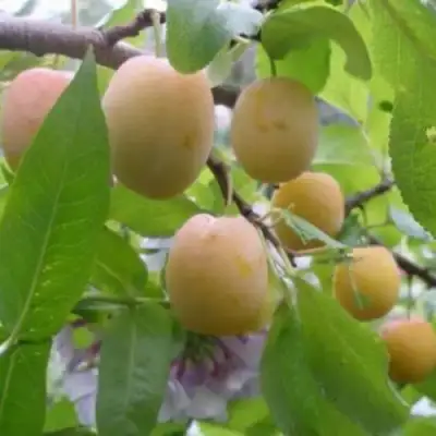 Слива УТРО в Полоцке