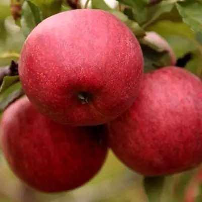 Яблоня ГАЛА ШНИГА в Полоцке