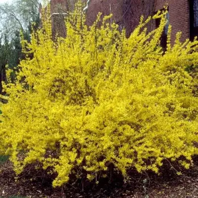 Форзиция ТАРАНДТ промежуточная в Полоцке