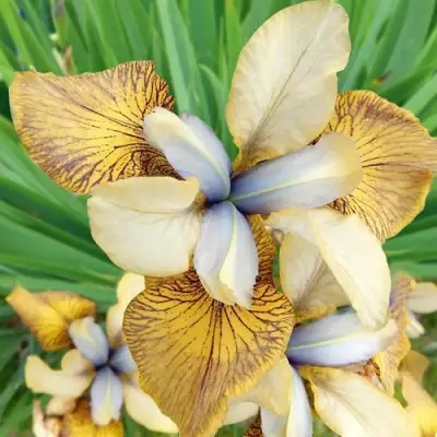 Ирис ФЛАЙИНГ ФИДДЛЗ сибирский в Полоцке