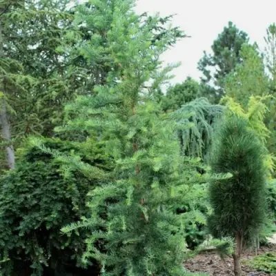 Лиственница КЕМПФЕРА в Полоцке