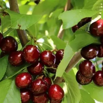 Черешня ИПУТЬ в Полоцке