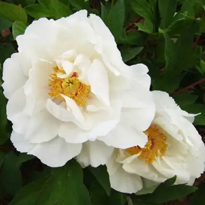 Пион БЕЛЫЙ НЕФРИТ древовидный в Полоцке