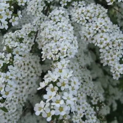 Спирея АРГУТА в Полоцке