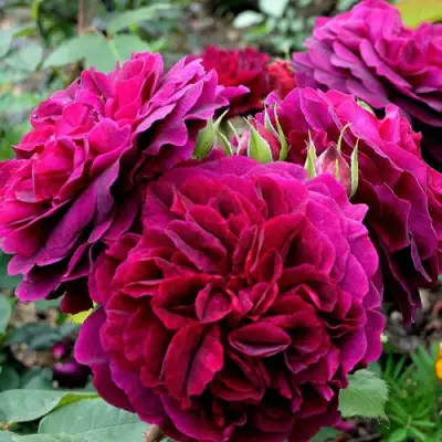 Роза МАНСТЕД ВУД английская в Полоцке