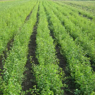 Подвой сливы ДИКАЯ АЛЫЧА в Полоцке