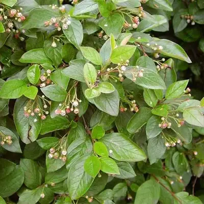 Кизильник блестящий в Полоцке