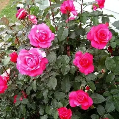 Роза МАЛИНОВЫЙ ЗВОН чайно-гибридная в Полоцке