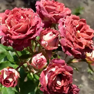 Роза ТИРАМИСУ спрей в Полоцке