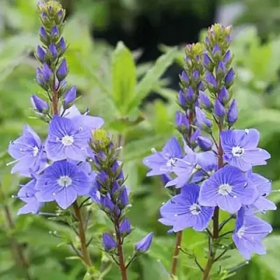 Вероника РОЯЛ БЛЮ большая в Полоцке