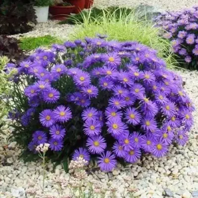 Астра ЛЕДИ ИН БЛЮ в Полоцке