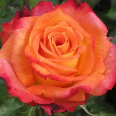 Роза ВАУ чайно-гибридная в Полоцке