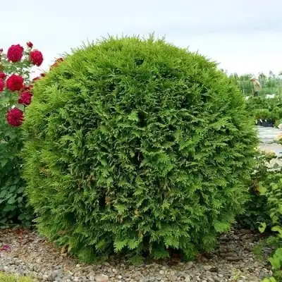 Туя ВУДВАРДИ западная в Полоцке