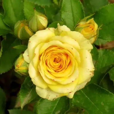 Роза САН СИТИ спрей в Полоцке