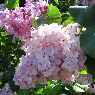 Сирень ГОРТЕНЗИЯ в Полоцке