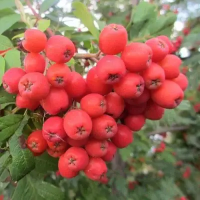 Рябина НЕВЕЖИНСКАЯ сладкоплодная в Полоцке