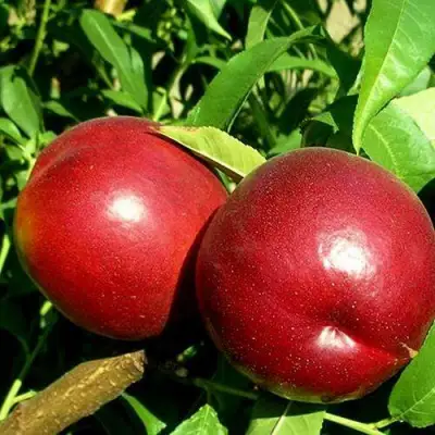 Нектарин НЕКТАРЕД-4 в Полоцке