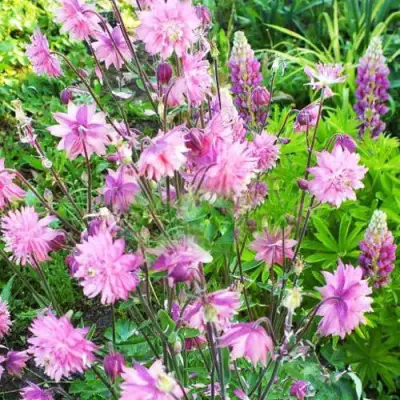 Аквилегия БАРЛОУ ПИНК гибрид МакКаны в Полоцке