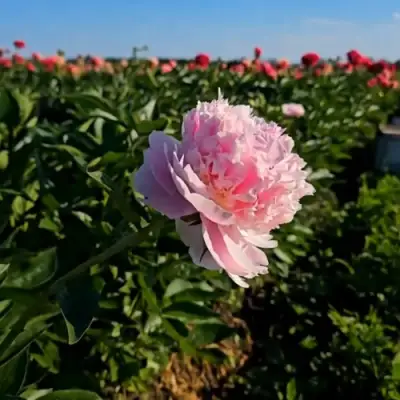 Пион ИМПЕРАТОРСКАЯ НАЛОЖНИЦА древовидный в Полоцке