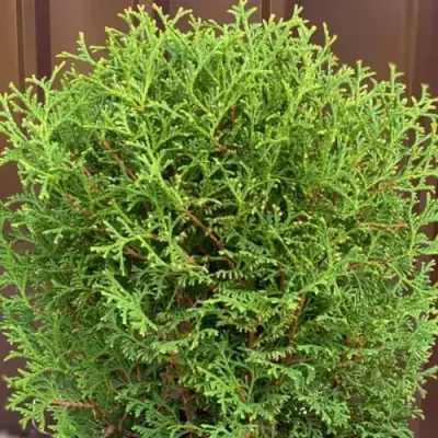 Туя ХОЗЕРИ западная в Полоцке