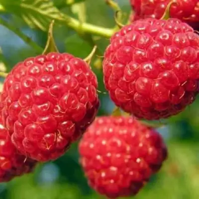 Малина ГЛЕН АМПЛ в Полоцке