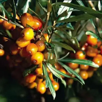 Облепиха ДАР КАЗАКОВУ в Полоцке