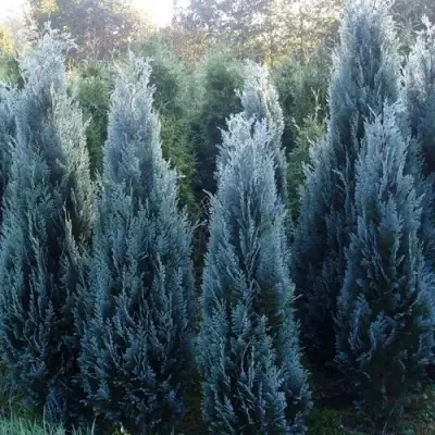 Кипарисовик ДАРТС БЛЮ РИББОН лавсона в Полоцке