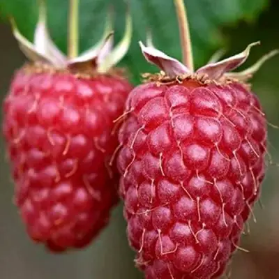 Малина РУБИНОВОЕ ОЖЕРЕЛЬЕ в Полоцке