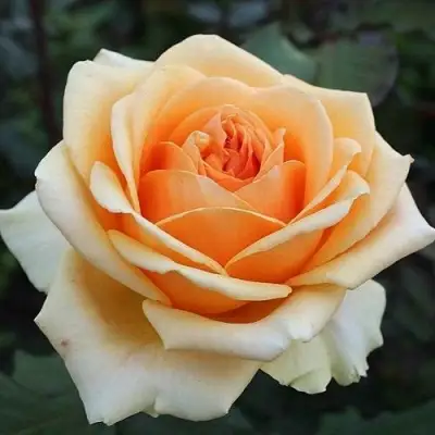 Роза ГЕЙША чайно-гибридная в Полоцке