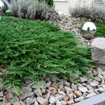 Можжевельник ПРИНЦ ОФ УЭЛЬС горизонтальный в Полоцке