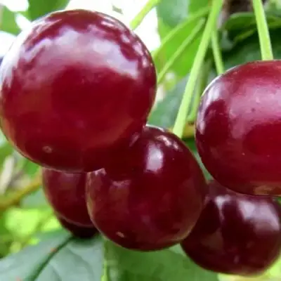 Вишня ГРИОТ БЕЛОРУССКИЙ в Полоцке