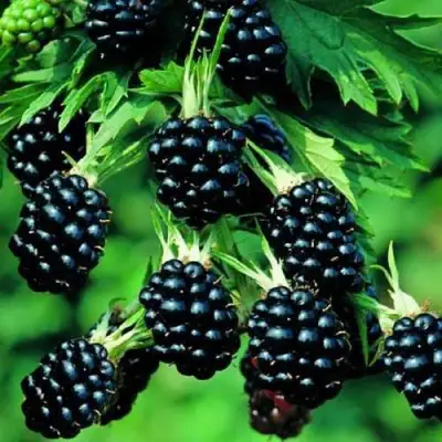 Ежевика КИТАНИНИ бесшипная  в Полоцке